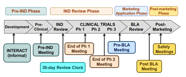 IND timeline from Pre-IND to Post-Marketing